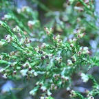 Erica reunionensis Branle vert Ericaceae Endémique La Réunion 9922.jpeg